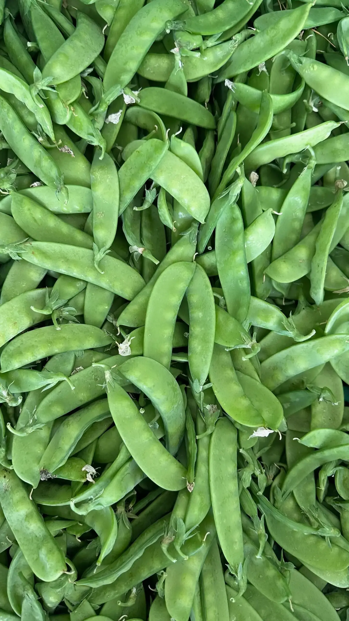 Snowpeas Product